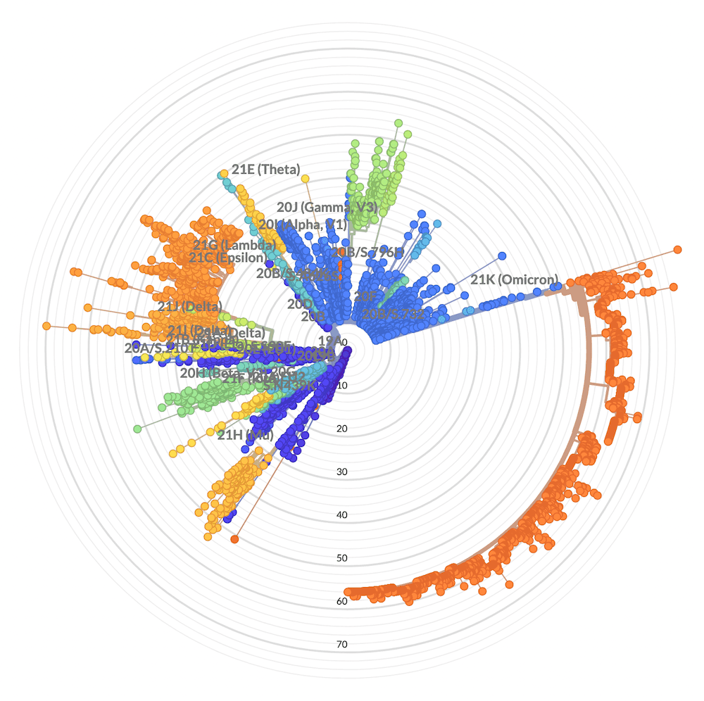 Phylogenetic tree ของ SARS-CoV-2